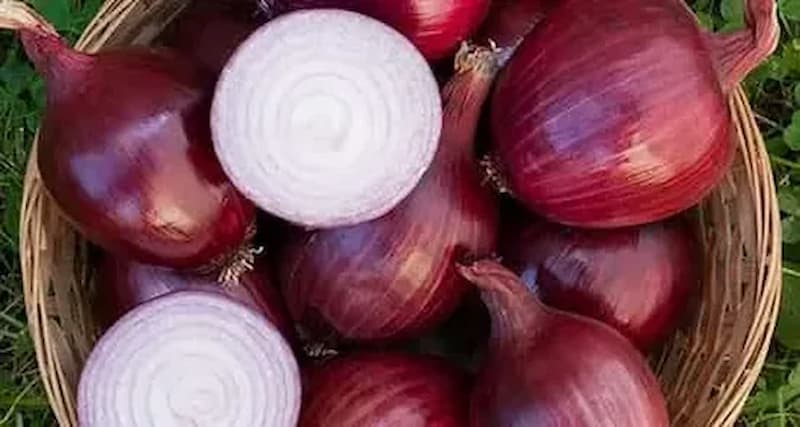 تصویر 4 از پیاز بنفش ارغوانی با لایه های لطیف و طعمی مانگار